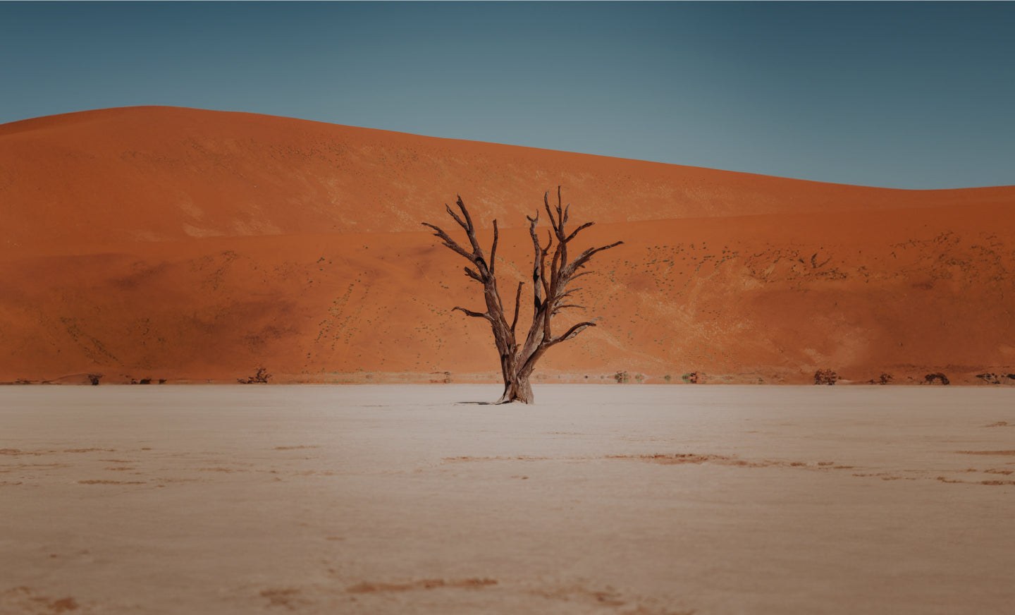 Australian Sandalwood