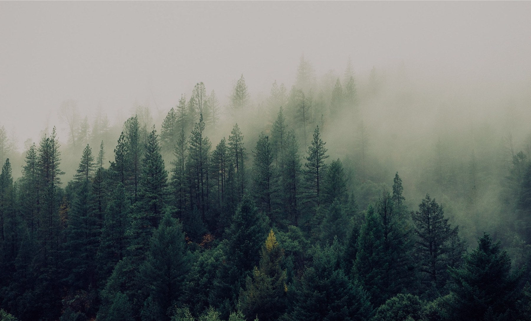 Siberian Pine