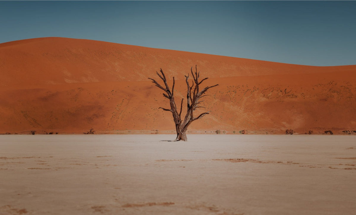 Australian Sandalwood