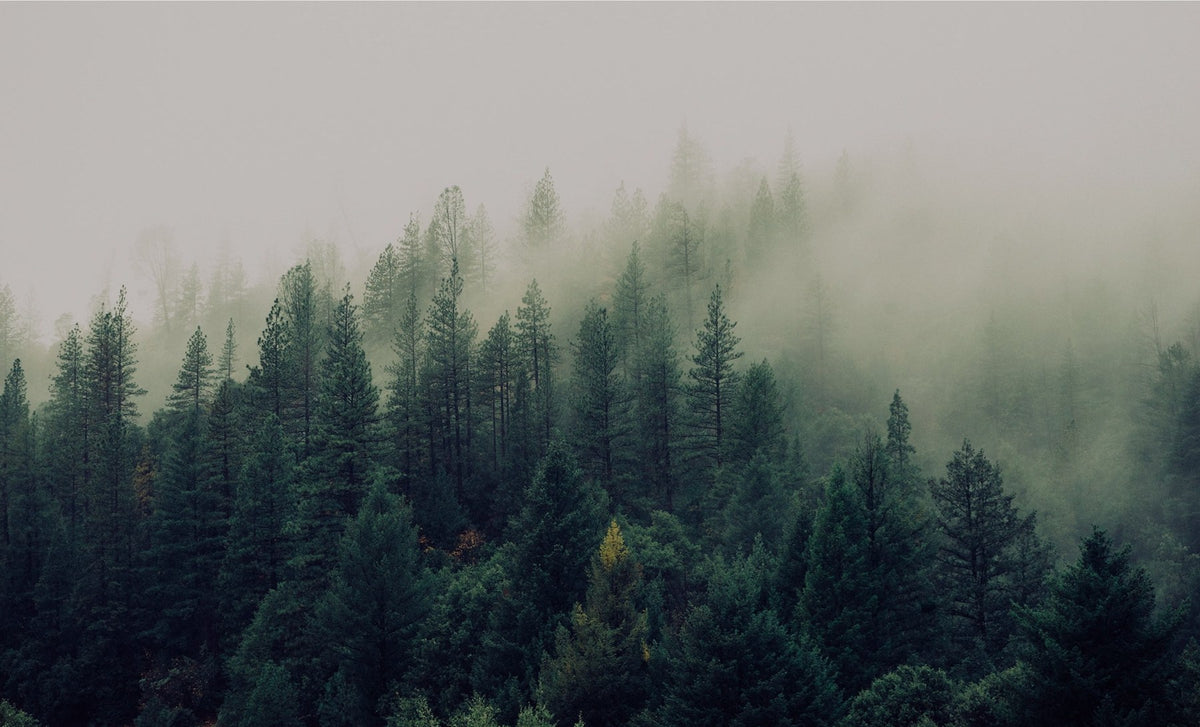 Siberian Pine